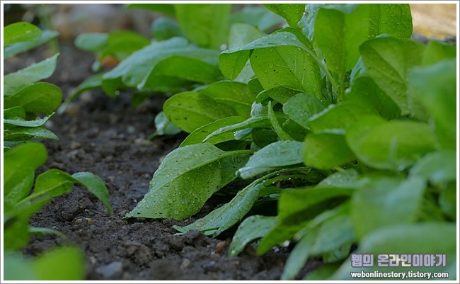 spinach이미지입니다.