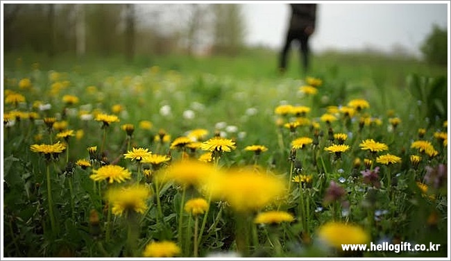 dandelion이미지입니다.